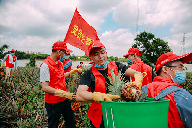党员助农增收 “承包”凤梨1000斤.jpg 党员助农增收 “承包”凤梨1000斤.jpg